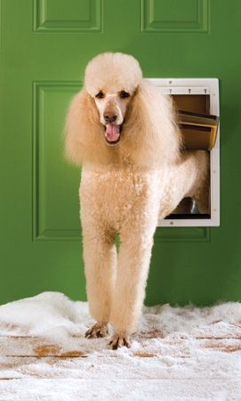 PetSafe Extreme Weather Pet Door